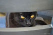 Tito Peeking Out