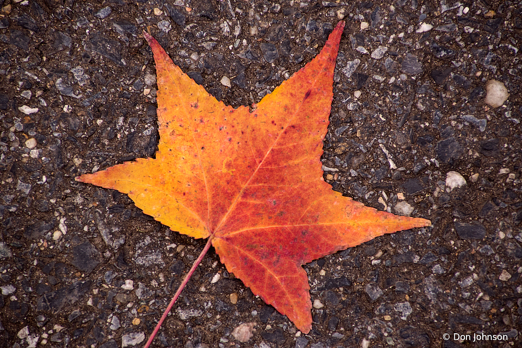 Autumn Leaf 11-25-21 109 - ID: 15993745 © Don Johnson