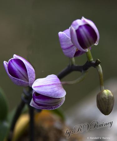 Tiny Orchid in bloom...