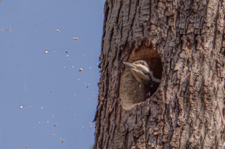 Pileated Making a Nest