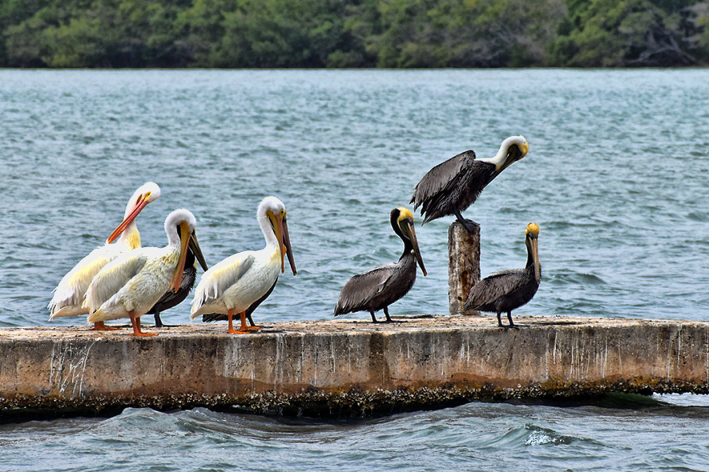 PELICANS POSING