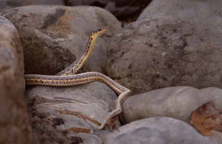 Little Garter Snake in the Rocks
