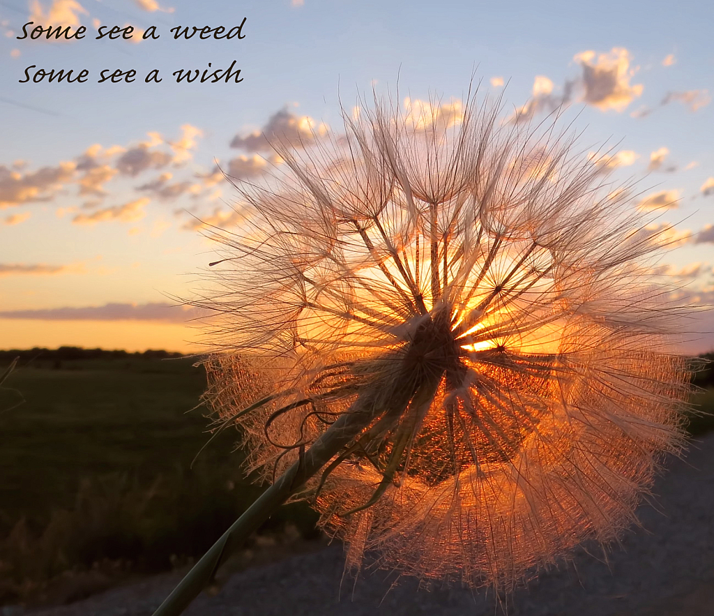 Some See A Weed Some See A Wish