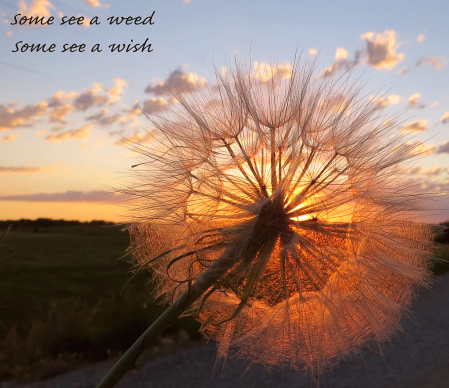Some See A Weed Some See A Wish