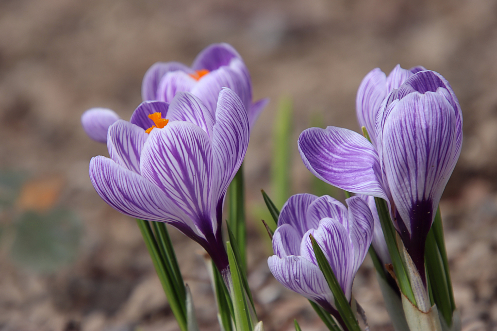 Crocuses