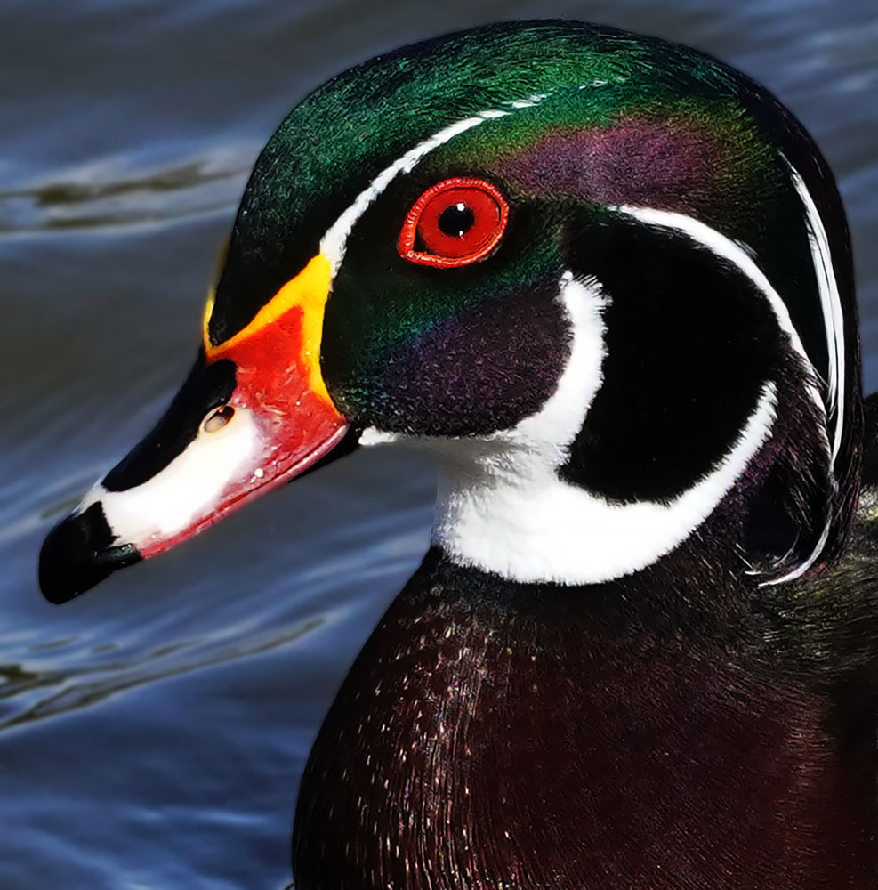 Wood Duck Close-up