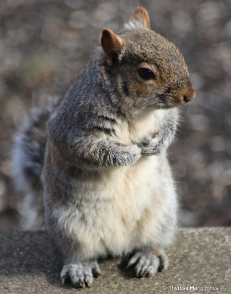 Got Nuts? - ID: 15994052 © Theresa Marie Jones