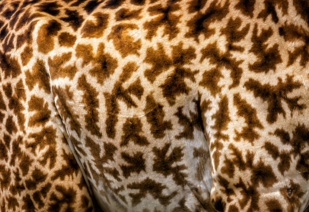 Giraffe Pattern 9852