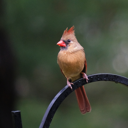 Female Cardinal, on a cold, wet day.... 