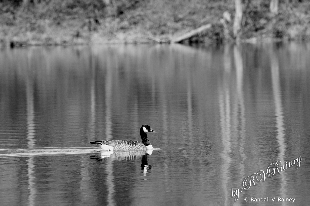 B&W of Goose on Lake...