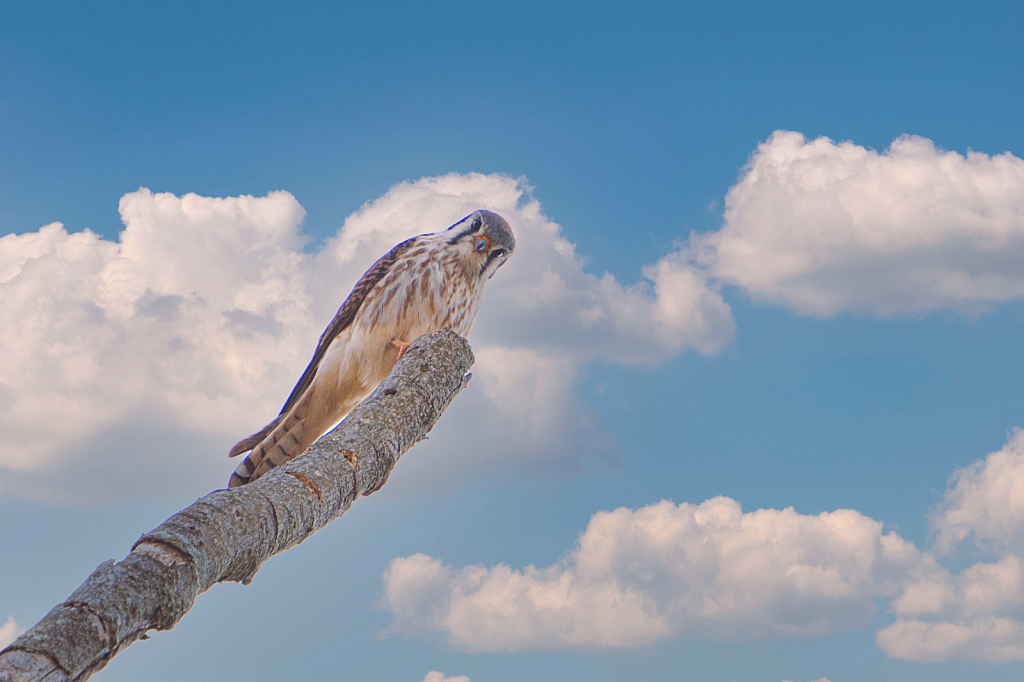 Talking to the Kestrel