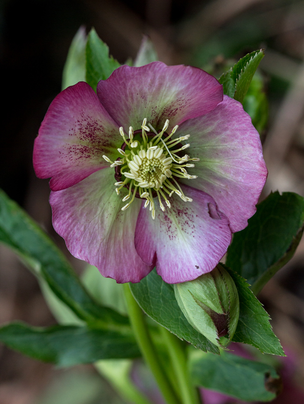 Hellebore 