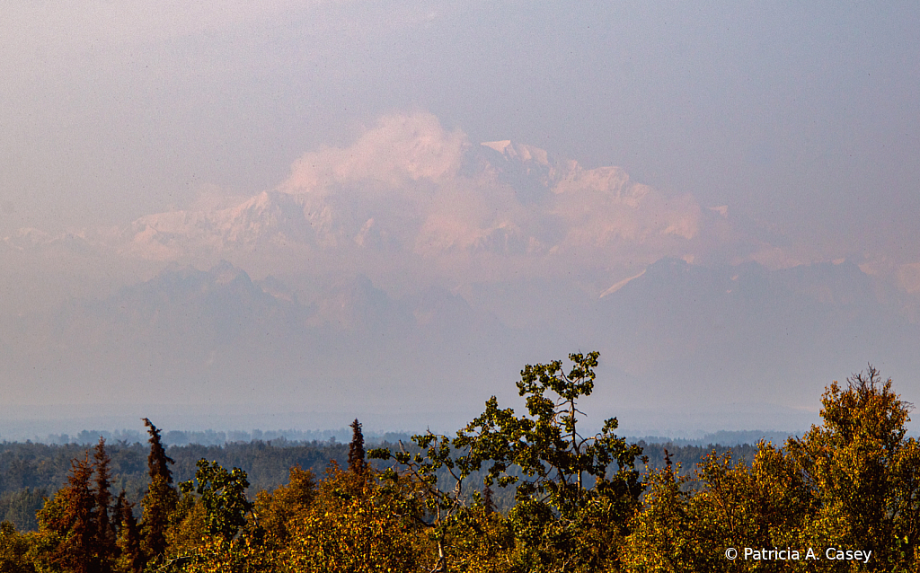 Denali - ID: 15994326 © Patricia A. Casey