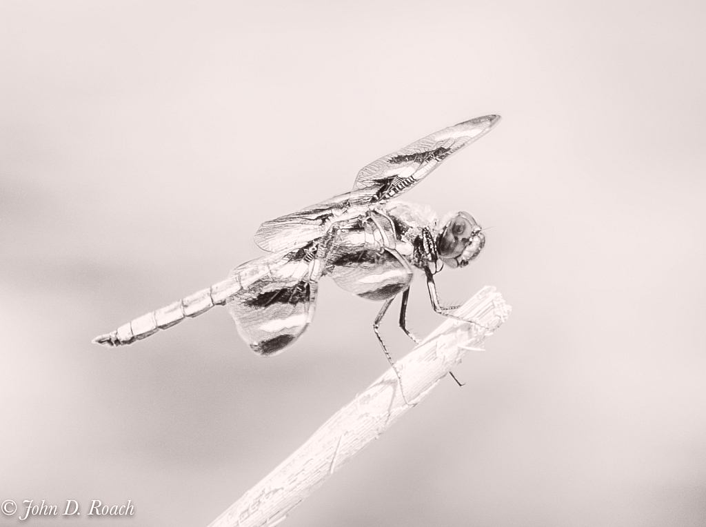 Dragonfly in High Key-2 - ID: 15994336 © John D. Roach