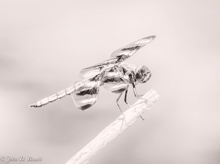 Dragonfly in High Key-2