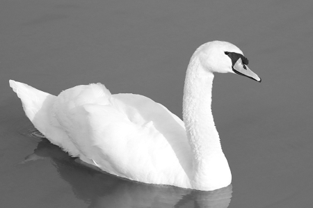 Swan in B&W