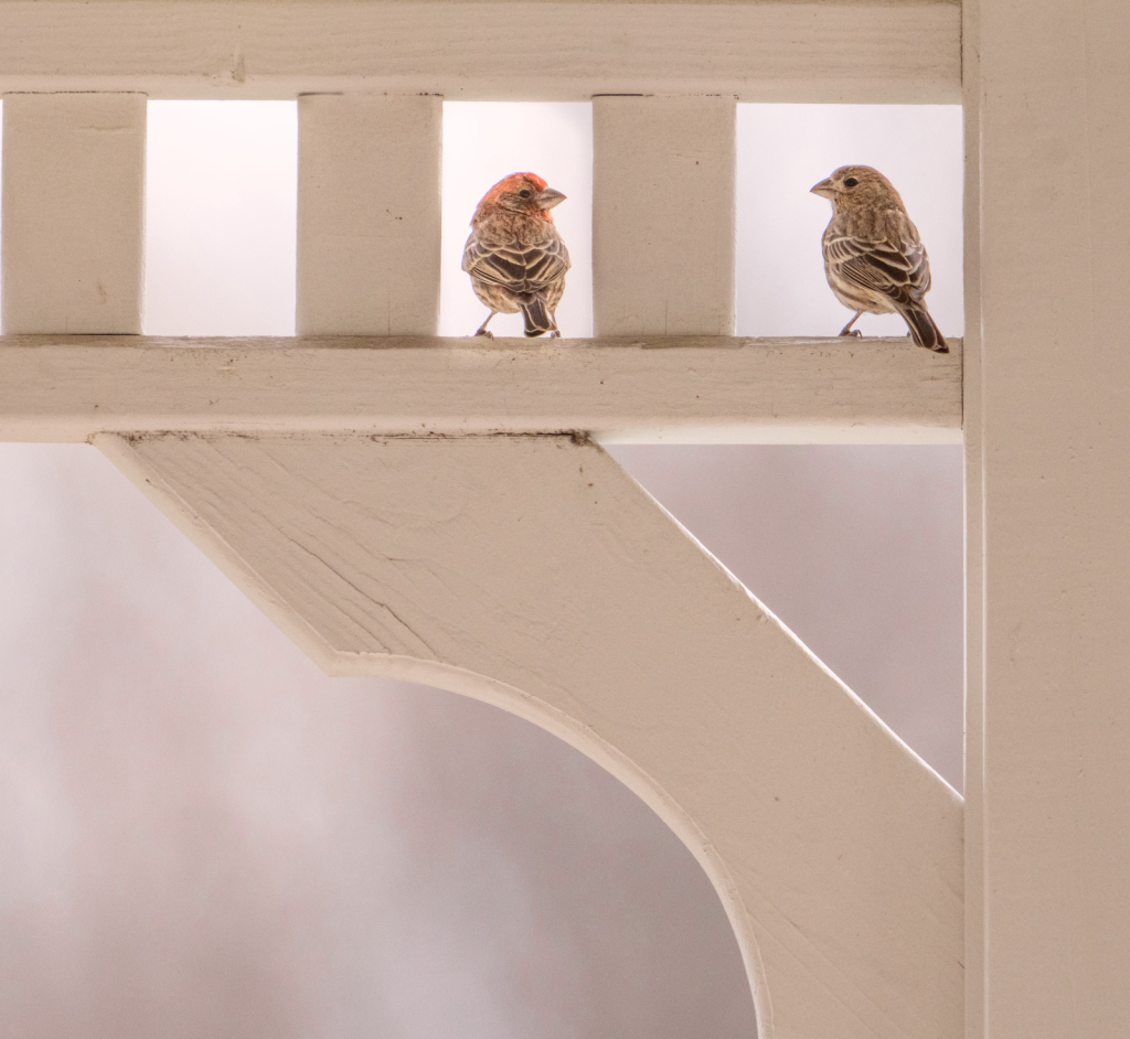 Mr. and Mrs. House Finch at Home