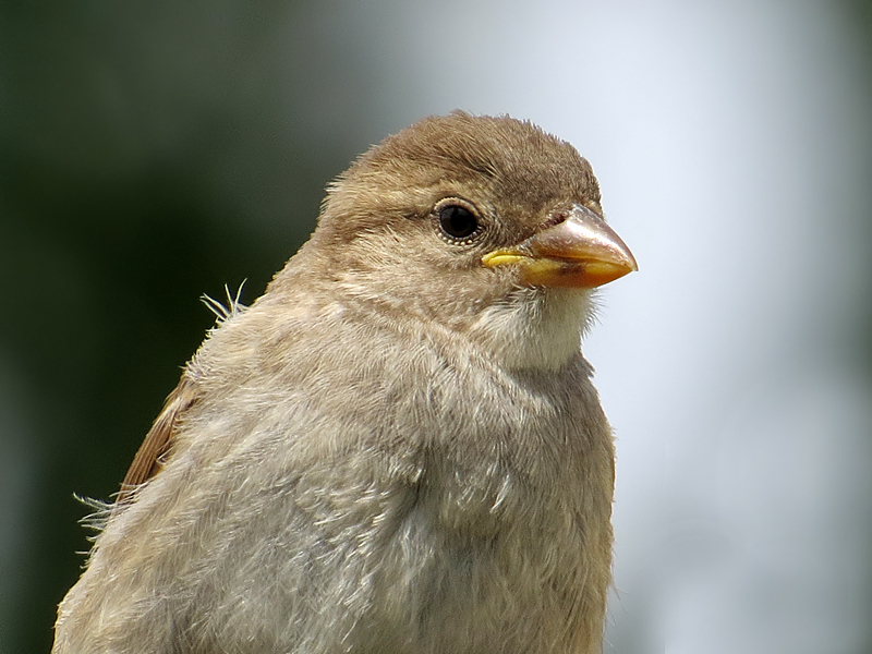 Fluffed Up