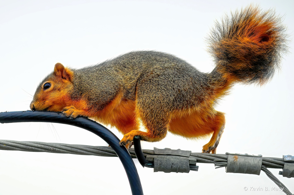 A squirrel's death defying stunt - ID: 15995037 © Kevin B. Macy