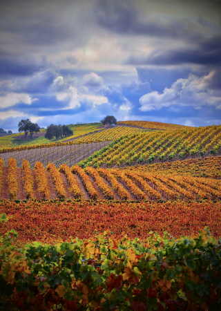 Wine Country in Fall