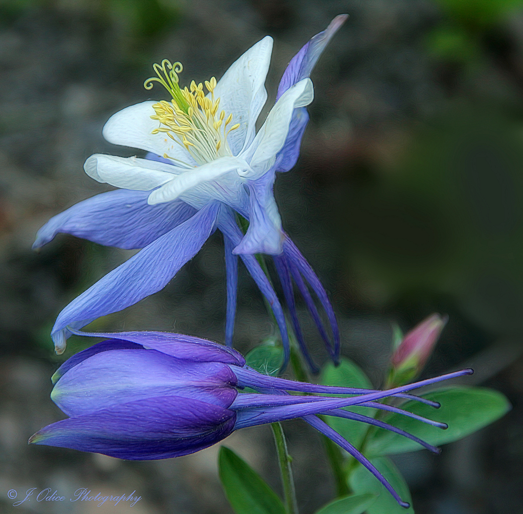 Columbines