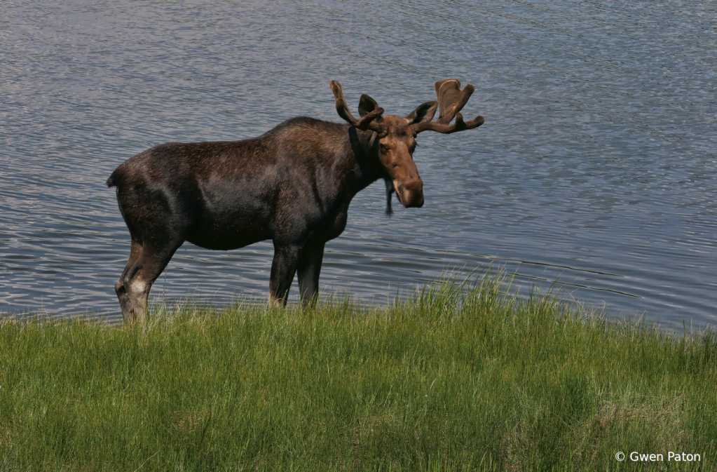 Muddy Moose