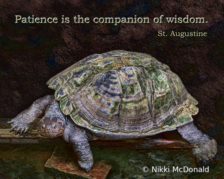 Patience and Wisdom