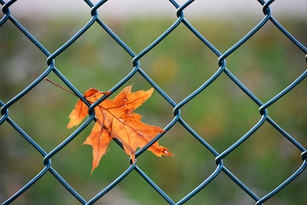 Stuck in fence