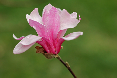 Magnolia