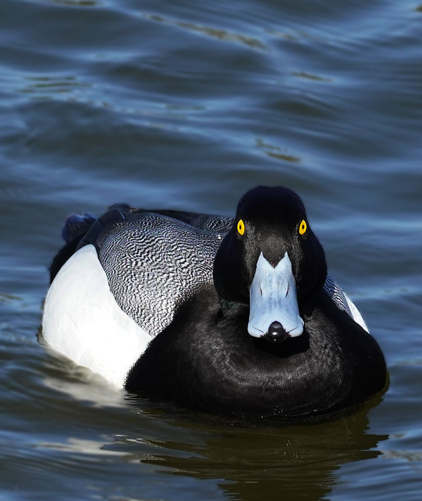 Greater Scaup