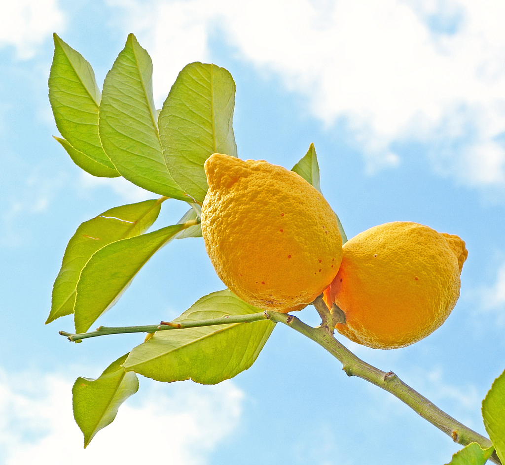A Twig of two Lemons.