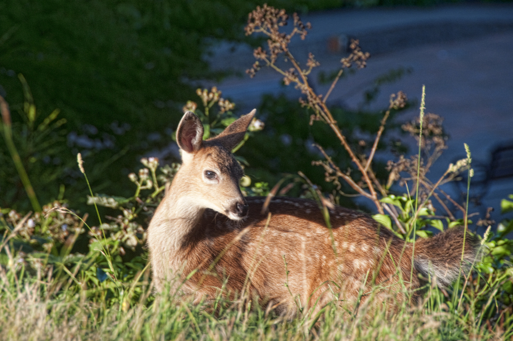 Little One - ID: 15995220 © Kelley J. Heffelfinger