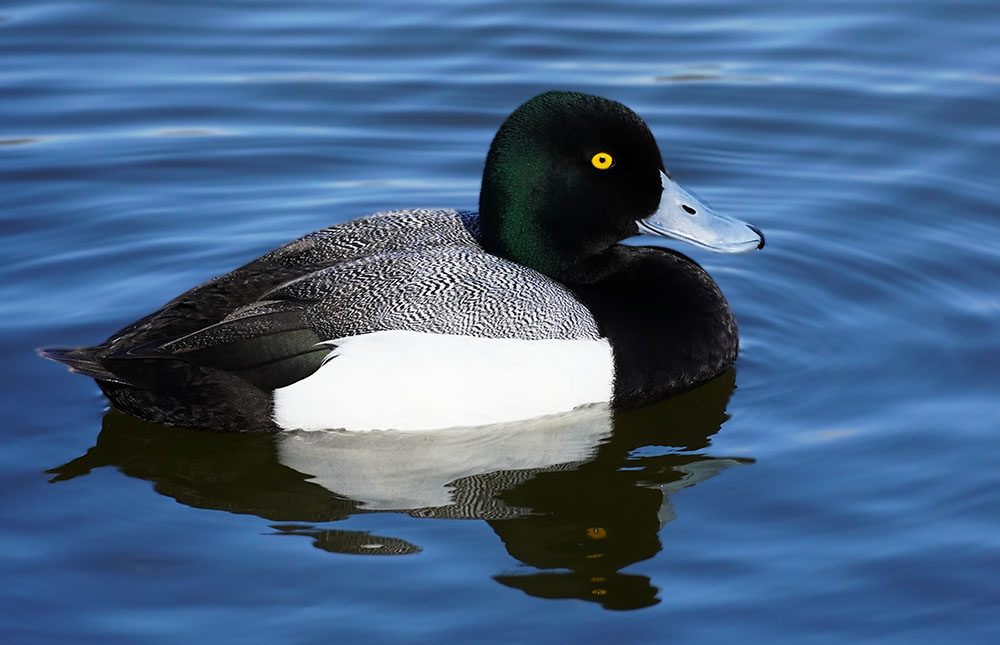 Lesser scaup