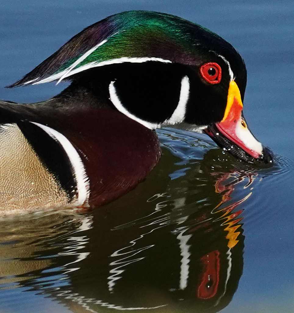 Wood Duck