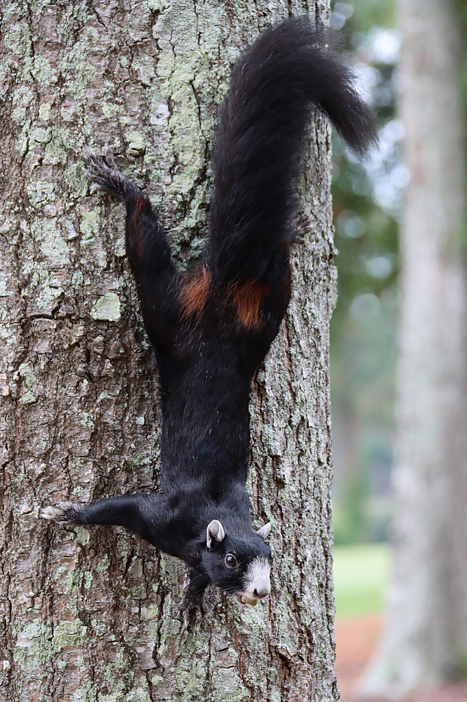 Black Fox Squirrel - ID: 15995348 © Lori A. Nevers