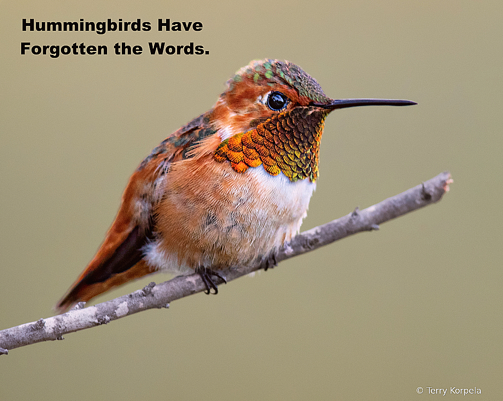 Hummingbirds have forgotten the words!