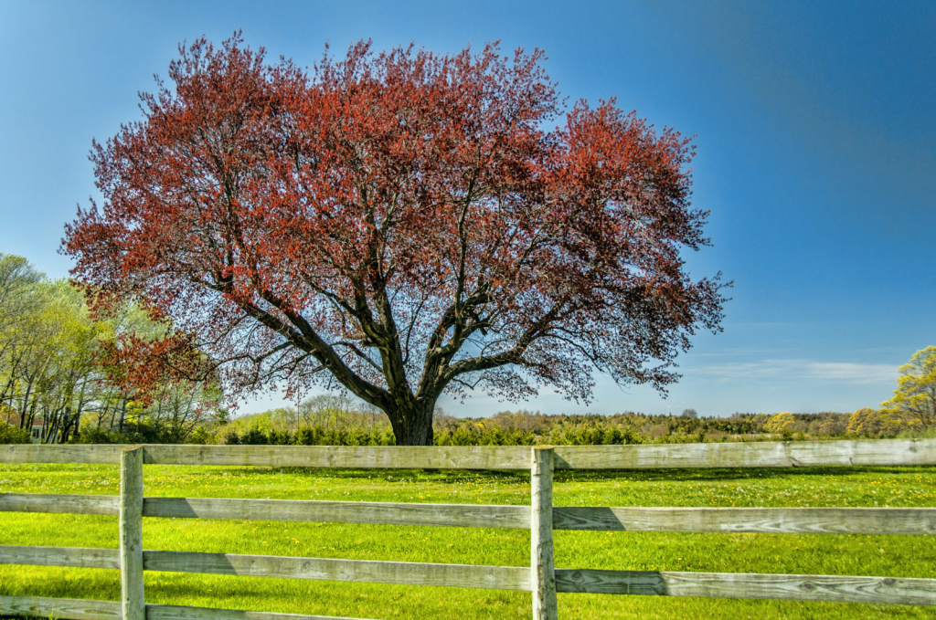 The Red Tree 