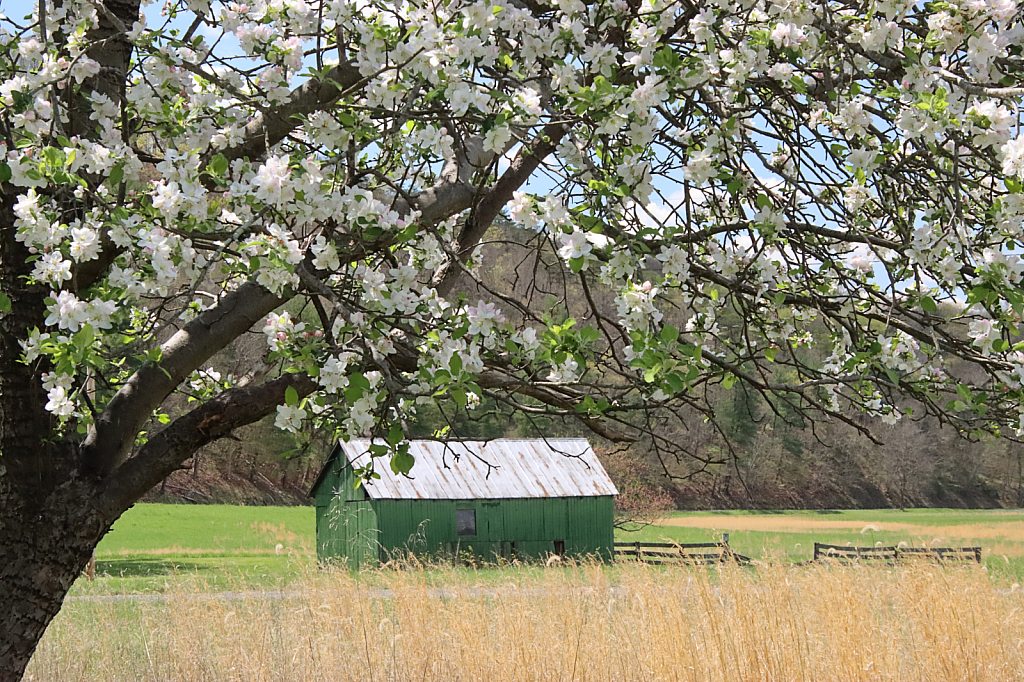 Spring Frame