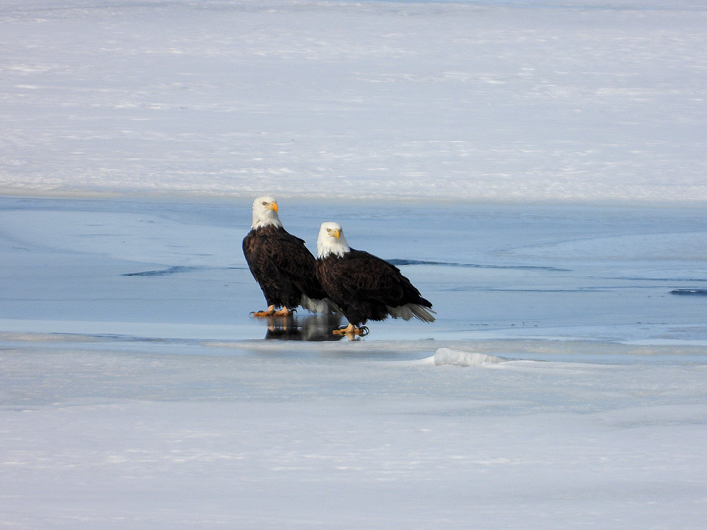 Posing Pair - ID: 15995851 © Farrin Manian