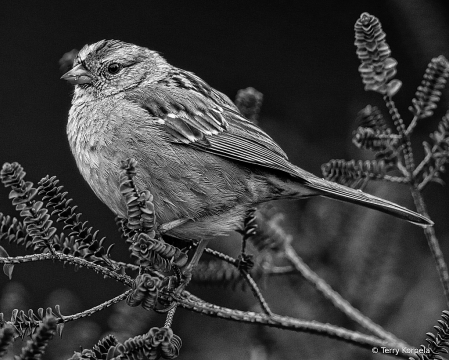 Golden-crown Sparrow B&W