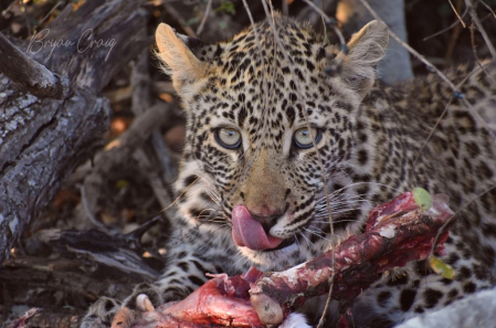 Leopards lunch