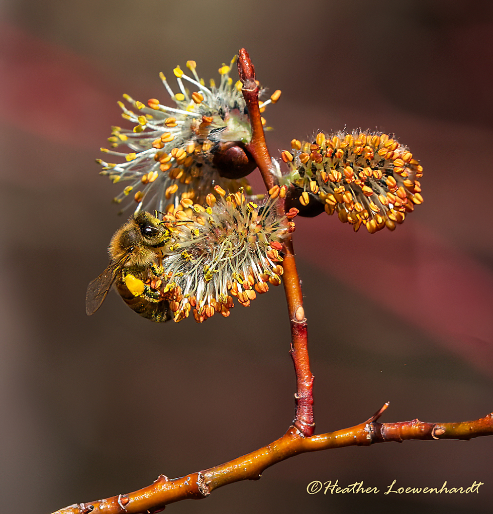 The Pollinator