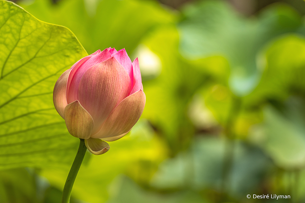 Pink lotus