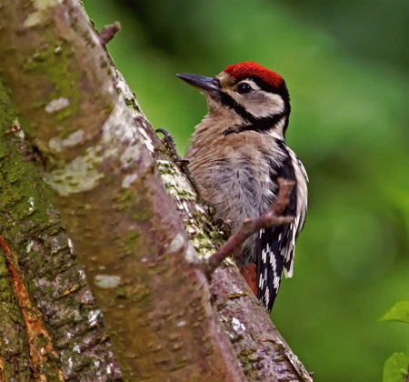 Baby Woodpecker