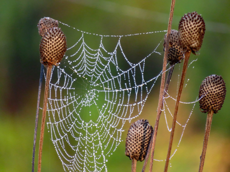 Thistle Web