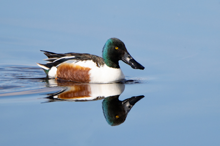 Northern Shoveler