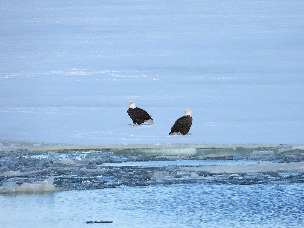 Mates on Mississippi - ID: 15995954 © Farrin Manian