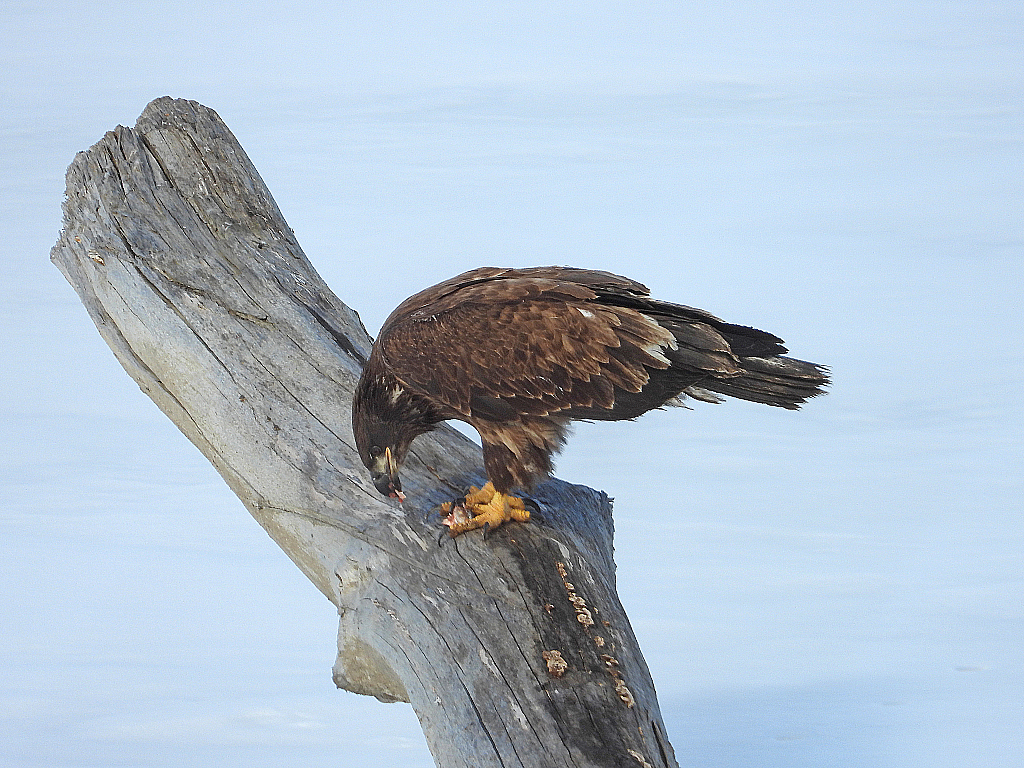 Dining on Mississippi - ID: 15995961 © Farrin Manian