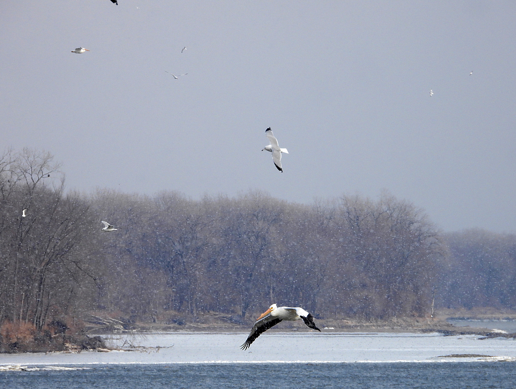 Mississippi winter - ID: 15995965 © Farrin Manian