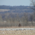 © Farrin Manian PhotoID# 15995966: Snow geese convention!